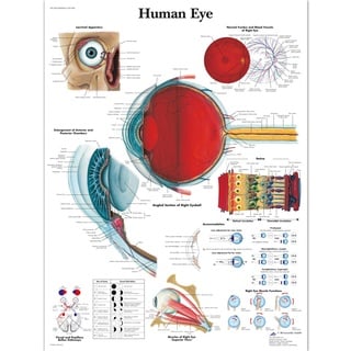 3B Scientific VR1226L Menschliche Anatomie, menschliches Auge, laminierte Version (in englischer Sprache)