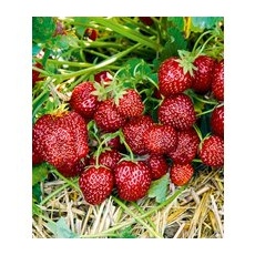 Erdbeere 'Hummi® Aroma-Auslese'