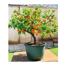Mini-Aprikosenbaum 'Orange Beauty' im 5-Liter XXL-Topf