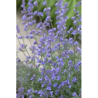 Nepeta x faassenii 'Senior', Katzenminze, blauviolett, ca. 9x9 cm Topf