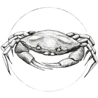 KOMAR Wandbild Crab White 50 x 70 cm