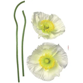 KOMAR »Pavot Blanc 50 x 70 cm bunt