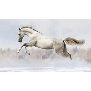 Magnetmatte für Heizkörperverkleidung White Horse Galop 60x100cm