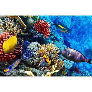Fototapete PAPERMOON "Korallen Rotes Meer", bunt, B:3,5m L:2,6m, Vlies, Tapeten, Fototapete