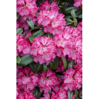 Rhododendron Hybr. 'Germania', Rhododendron, rosa, 40–50 cm