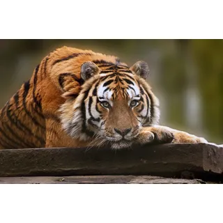 Papermoon »TIGER-NATUR LÖWE GEPARD PUMA JAGUAR DSCHUNGEL TIERE XXL«, bunt,