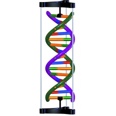 3B Scientific DNA-Doppelhelix-Modell, Studenten-Kit
