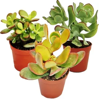 Geldbaum-Set, 3 verschiedene Crassula-Arten im 12cm Topf