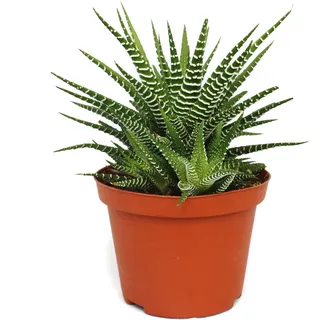 Haworthia fasciata "Big Band" - Pflanze im 10,5cm Topf