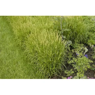 Carex muskingumensis, Palmwedel-Segge, ca. 9x9 cm Topf