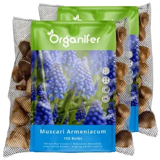 200 Muscari Armeniacum Zwiebeln (XXL Blumenzwiebeln Größe 9/10 cm) - Organifer