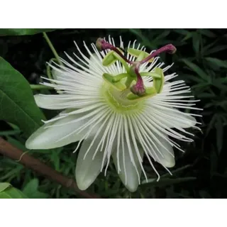Winterharte Passionsblume Passiflora Avalanche ca. 30 cm - exotische Schönheit - mehrjährige Kletterpflanze