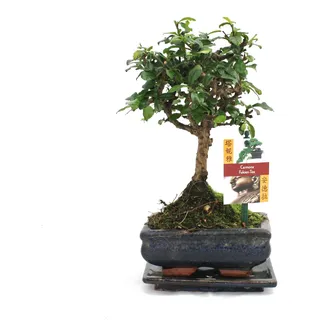 Bonsai Fukientee - Carmona microphylla - ca. 6 Jahre - Kugelform