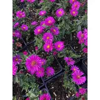 6 x Aster dumosus 'Starlight' - Aster im 9x9 cm Topf