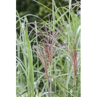 Miscanthus sinensis 'Malepartus', Chinaschilf, ca. 9x9 cm Topf