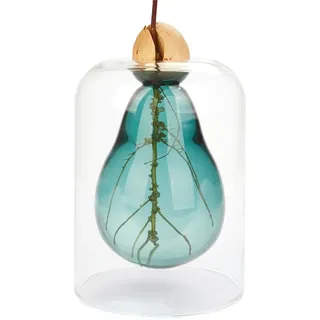 balvi Samenzüchter Avocado Vase Farbe Grün Avocadozüchter Glas