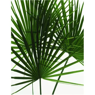 KOMAR Wandbild Palmtree Leaves 40 x 50 cm