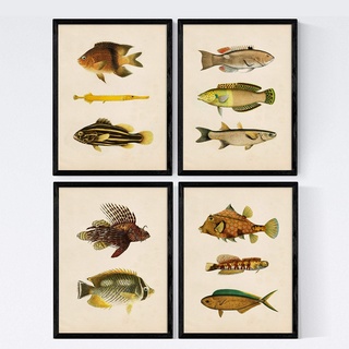 Nacnic Set 4 Blatt Fisch Jahrgang bunten Effekt. Ostsee. Zusammensetzung von 11 verschiedenen Fischen in A3-Format, Hintergrund Altpapier Jahrgang Posterpapier 250 gr hohe Qualität. Mit/Ohne Marco