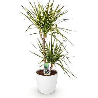 Drachenbaum Dracaena Sunray Ø21cm 90-100cm Zimmerpflanze Mit Weißem Topf