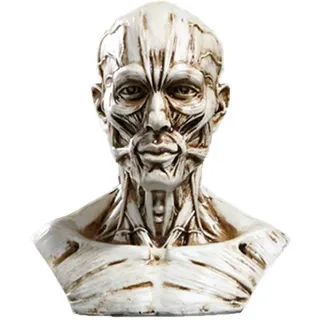 VOANZO Medizinisches Harz Modell der menschlichen Anatomie Schädelkopf Muskelknochen Mini Größe (Weiß)