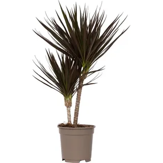 Drachenbaum - Dracaena marginata 'Magenta' - Höhe 70-80cm - 17cm
