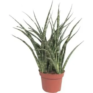 Bogenhanf – Sansevieria Fernwood Punk – Zimmerpflanze – Ø12cm – 35cm – immergrüne Sukkulente – pflegeleichte luftreinigende Pflanze für Wohnzimmer, Büro & Schlafzimmer