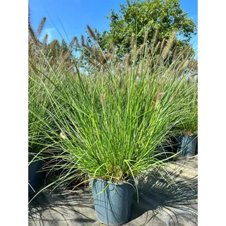Pennisetum alopecuroides 'Hameln', Lampenputzergras, ca. 3-5 L Container