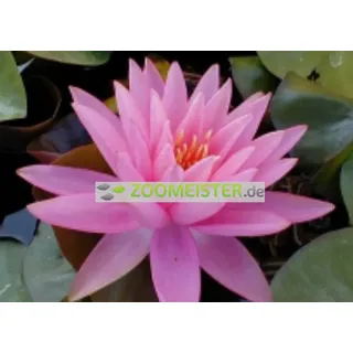 Seerose Rose Arey winterhart lachsrosa - Rhizom, Teichpflanze