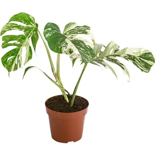 Monstera deliciosa Variegata 40-50 cm Rarität - absolut selten