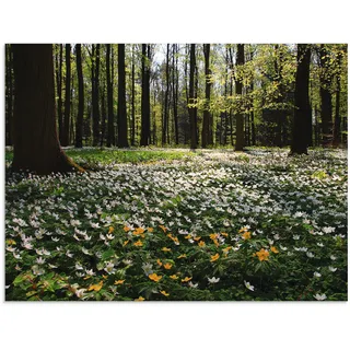 Artland Glasbild »Frühlingswald bedeckt mit Windröschen«, Wald, (1 St.), in verschiedenen Größen Artland grün