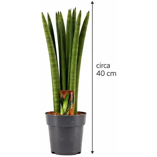 Sansevieria Cylindrica Straight ca. 40 cm – Bogenhanf, Schwiegermutterzunge, luftreinigende Zimmerpflanze für bessere Raumluft