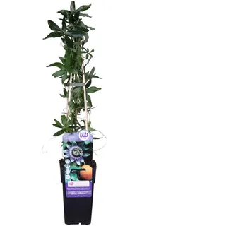 Winterharte Passionsblume Passiflora caerulea ca. 30 cm - exotische Schönheit - mehrjährige Kletterpflanze