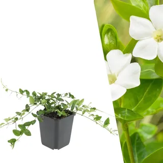 Plants by Frank | 60 Weißes Immergrün Pflanzen | Vinca minor 'Alba' | Bodendecker Winterhart | Stauden Winterhart | Gartenpflanzen Winterhart