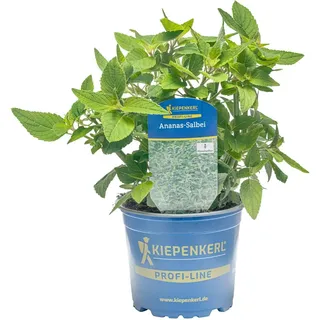Kiepenkerl Ananassalbei beebetter Topf-Ø ca. 12 cm