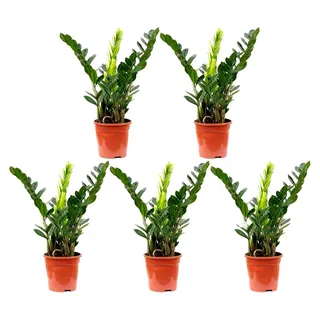 5er-Set Glücksfeder - echte Zimmerpflanze, Zamioculcas zamiifolia 3+ - Höhe ca. 55 cm, Topf-Ø 17 cm