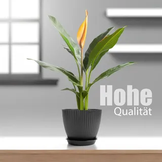 BigDean 8er Blumentopf Set Pflanzentopf mit Untersetzer Anthrazit
