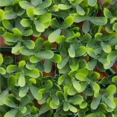 VERDELOOK Immergrünes Blatt Buxus Multicolour für Gartenmöbel 1x1 m