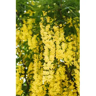 Laburnum watereri 'Vossii', Goldregen, gelbe Blüten, 60–100 cm