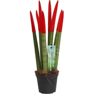 Sansevieria Cylindrica Straight -Spaghetti VELVET TOUCHZ®- 15-20 cm Bogenhanf Zimmerpflanze (Rot) - Rot