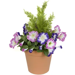 GreenBrokers Terrakotta-Kunststoff-Pflanzgefäß für Terrassen, mit rosa und lila Petunien und Zedern-Formschnitt