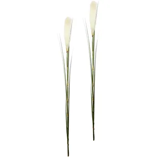 Flair Flower Pampasgras, 2er Set, Weiß, 6 x 6 x 125 cm, 2-Einheiten