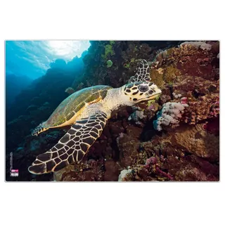 VELOFLEX - Schreibtischunterlage 40 x 60 cm Schildkröte | Mit transparenter Antireflex-Schutzfolie, rutschfester Unterseite, abwischbar, für Schreibtisch, Mal- und Bastelarbeiten