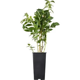 Heidelbeere Bluecrop Höhe ca. 20 - 30 cm Topf ca. 2 l Vaccinium corymbosum
