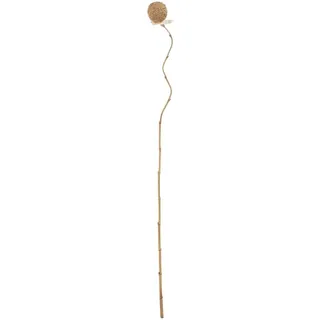 Zweig, Beige, Blume, 8 x 8 x 156 cm