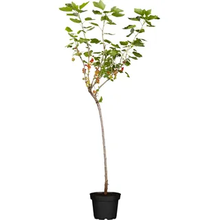 GROW by OBI Bio Johannisbeere Fußstamm Rot Ribes rubrum