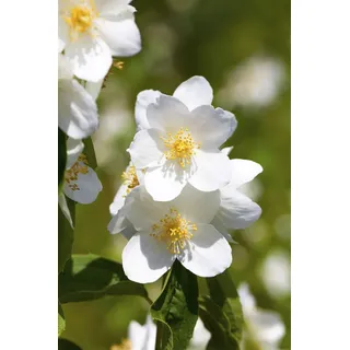 Philadelphus 'Belle Etoile', Duftjasmin, weiß, 60–80 cm