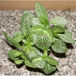 5 Töpfe Fittonia argyronauta, weiße Sumpfpflanzen