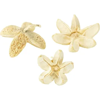 Deko Blüte gebleicht 12 St - Natur Deko Trockenblumen Set