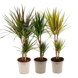 Set mit 3 verschiedenen Drachenbäumen – Dracaena marginata – 17 cm – 2er-Set - Grün