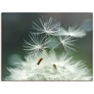Artland Wandbild "Pusteblume Facility" Blumen 1 Stk. tlg. als Alubild, Leinwandbild, Poster in verschied. Größen, farbe bild(er): weiß